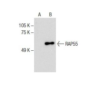 RAP55 Antibody (G-7) - Western Blotting - Image 286031