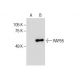 RAP55 Antibody (G-7) - Western Blotting - Image 286031