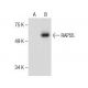 RAP55 Antibody (H-8) - Western Blotting - Image 286034