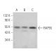 RAP55 Antibody (H-8) - Western Blotting - Image 367620 
