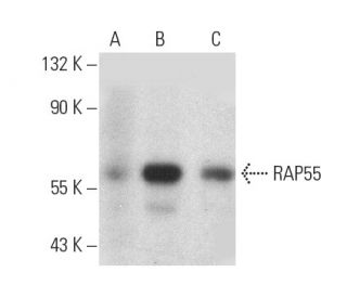 RAP55 Antibody (H-8) - Western Blotting - Image 389120 