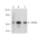 RAP55 Antibody (H-8) - Western Blotting - Image 389120 