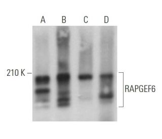 RAPGEF6 Antibody (F-8) - Western Blotting - Image 365670 