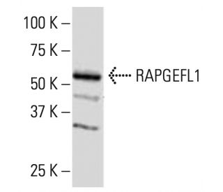 RAPGEFL1 Antibody (R-93) - Western Blotting - Image 33558