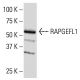 RAPGEFL1 Antibody (R-93) - Western Blotting - Image 33558