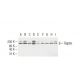 Raptor Antibody (10E10) - Western Blotting - Image 62949 
