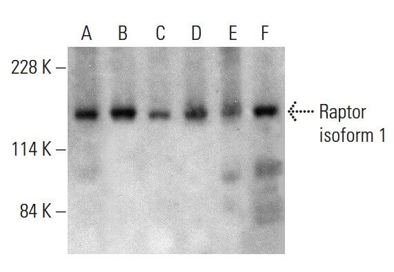 Raptor Antibody (10E10) | SCBT - Santa Cruz Biotechnology