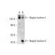 Raptor Antibody (10E10) - Western Blotting - Image 385706