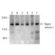 Raptor Antibody (10E10) - Western Blotting - Image 385707 