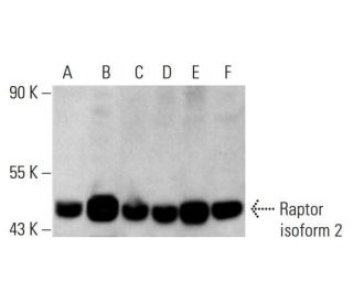 Raptor Antibody (A-2) - Western Blotting - Image 385355 