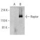 Raptor Antibody (B-8) - Western Blotting - Image 395946