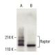 Raptor Antibody (B-8) - Western Blotting - Image 396350 