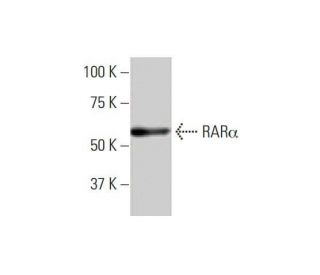 Rara Antibody 1c10 Scbt Santa Cruz Biotechnology