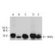 western blotting image from recommended RARγ/Retinoic Acid Receptor γ (H-6) monoclonal antibody replacement. Image 376571
