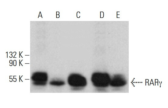rargamma-antibody-h-6-western- rargamma-antibody-h-6-western-
