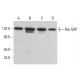 western blotting image from recommended Ras GAP (B4F8) monoclonal antibody replacement. Image 380867