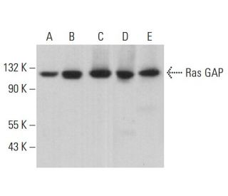 Ras GAP Antibody (D-6) - Western Blotting - Image 380681 
