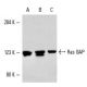 Ras GAP Antibody (D4B4) - Western Blotting - Image 4282