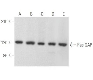 Ras GAP Antibody (D-6) - Western Blotting - Image 355589