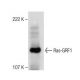 western blotting image from recommended Ras-GRF1 (D-12) monoclonal antibody replacement. Image 282566