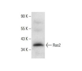 western blotting image from recommended Ras2 (A-11) monoclonal antibody replacement. Image 144895