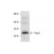 western blotting image from recommended Ras2 (A-11) monoclonal antibody replacement. Image 144895