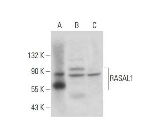 RASAL1 Antibody (B-2) - Western Blotting - Image 300466