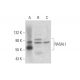 RASAL1 Antibody (B-2) - Western Blotting - Image 300466