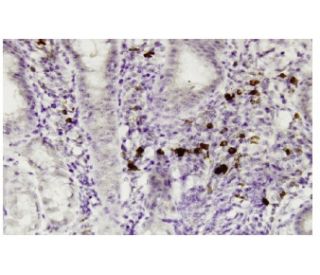 RASGEF1C Antibody (6E12) - Immunohistochemistry - Image 35939 