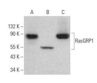 western blotting image from recommended RasGRP1 (A-7) monoclonal antibody replacement. Image 359146