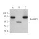 western blotting image from recommended RasGRP1 (A-7) monoclonal antibody replacement. Image 359146
