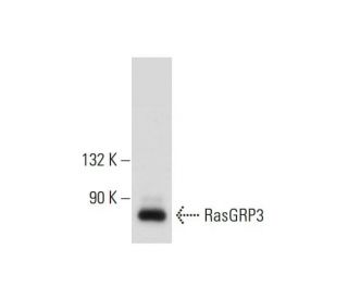 RasGRP3 Antibody (B-10) - Western Blotting - Image 129396 