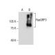 RasGRP3 Antibody (C-8) - Western Blotting - Image 285041
