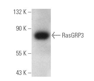 RasGRP3 Antibody (C-8) - Western Blotting - Image 389864 