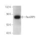 RasGRP3 Antibody (C-8) - Western Blotting - Image 389864 