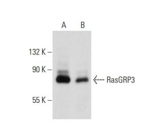 RasGRP3 Antibody (H-1) - Western Blotting - Image 129395 