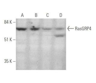 RasGRP4 Antibody (E-2) - Western Blotting - Image 349050