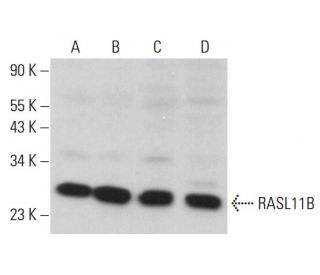 RASL11B Antibody (C-3) - Western Blotting - Image 378149 
