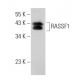 RASSF1 Antibody (3F3) - Western Blotting - Image 40024