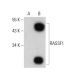 western blotting image from recommended RASSF1 (A-2) monoclonal antibody replacement. Image 384671