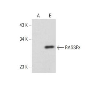 RASSF3 Antibody (E-4) - Western Blotting - Image 333768