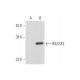 RASSF3 Antibody (E-4) - Western Blotting - Image 333768