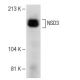 rat heart extract: sc-2393. Western blot analysis of NSD3 expression...