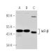 RAW 264.7 Whole Cell Lysate: sc-2211. Western blot analysis of...