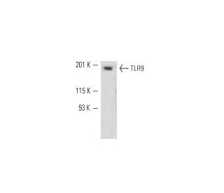 RAW 309 Cr.1 Cell Lysate: sc-3814. Western blot analysis of... 