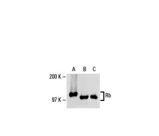 Rb Antibody (C-2) - Western Blotting - Image 20473