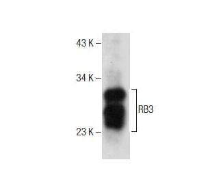 RB3 Antibody (B-3) - Western Blotting - Image 160683 