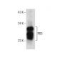 RB3 Antibody (B-3) - Western Blotting - Image 160683 