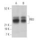 RB3 Antibody (B-3) - Western Blotting - Image 366887