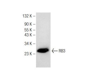 RB3 Antibody (C-9) - Western Blotting - Image 149231 